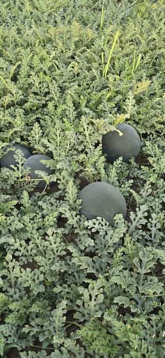 Vând Pepeni baroneasa