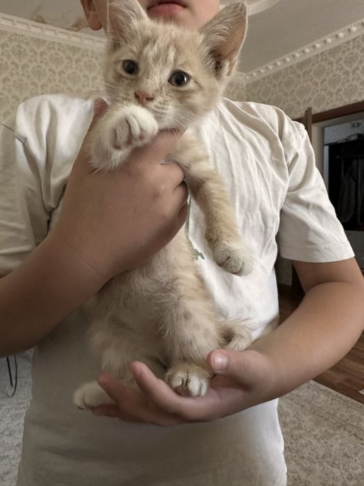 Рыжий красавец мальчик!