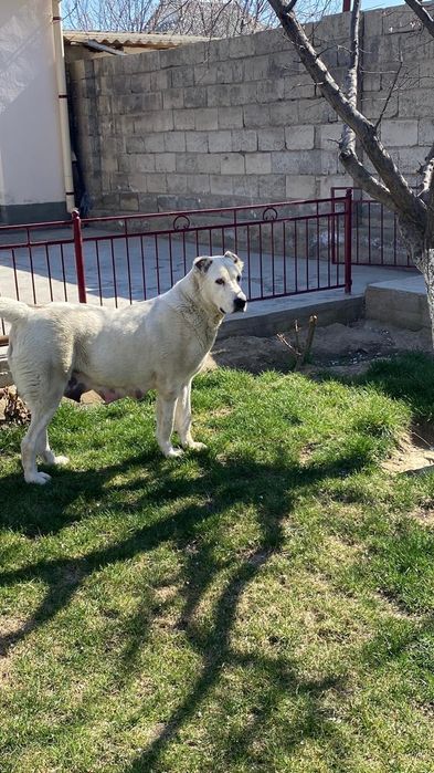 Кушык сатылады.   .