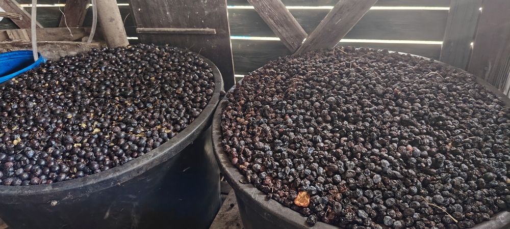 Prune  pentru  pălincă la 2 lei kg.