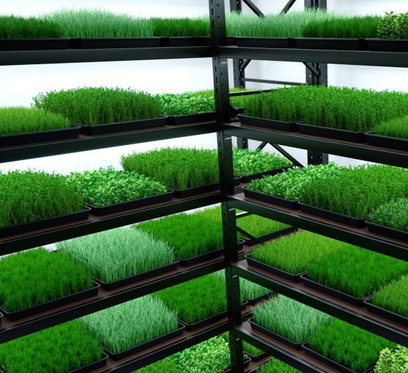 Микрозелень - Автоматика для выращивания