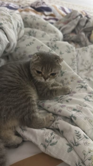 Таза үйдің мысығы шотландский