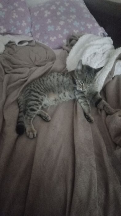 Пропал Кот по кличке Кузя