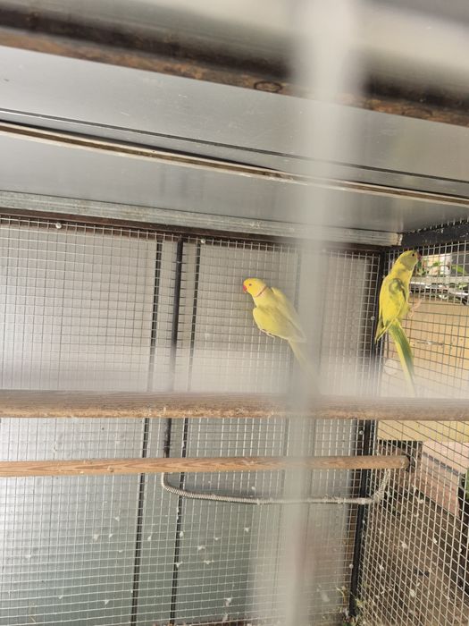 Тути кафаси ва тутилар сотилади.