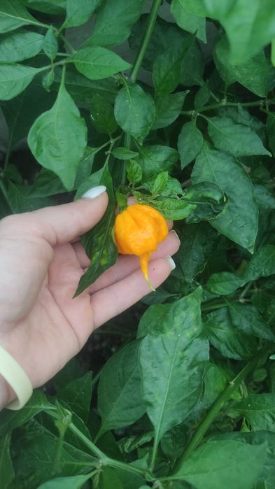 Продам перец Каролина Рипер