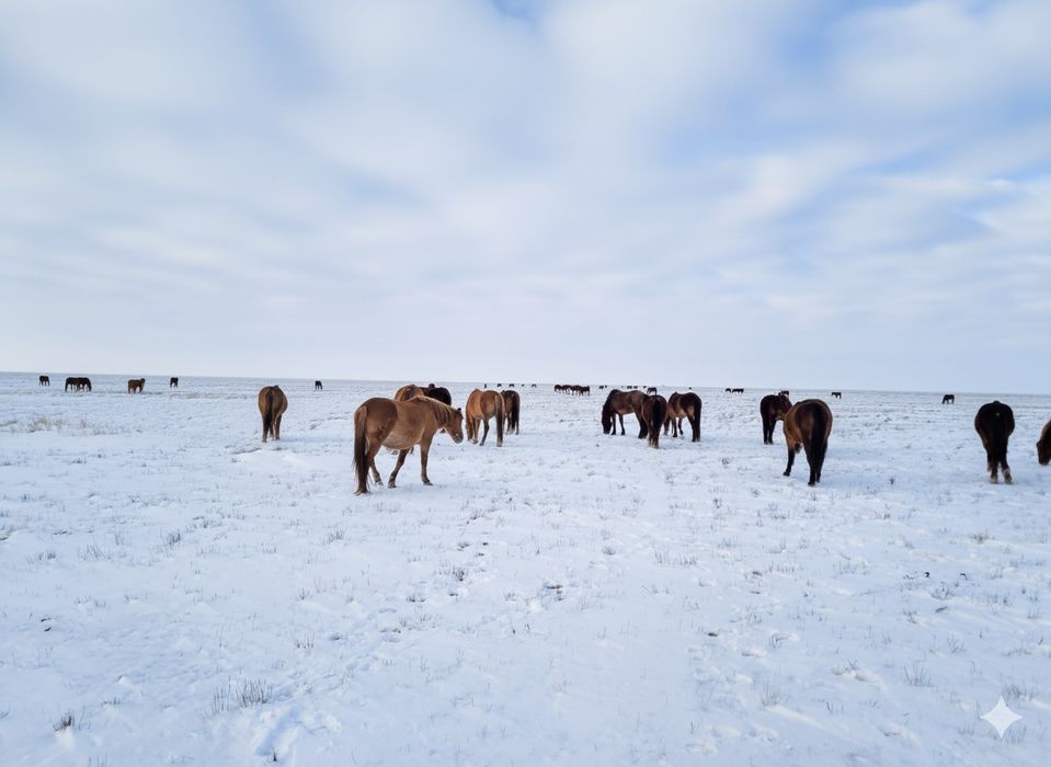 Жылқылар сатылады