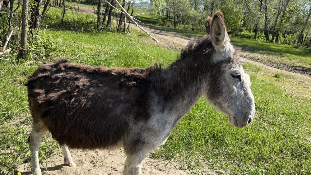 Есек сатылады екеуін 100к берем