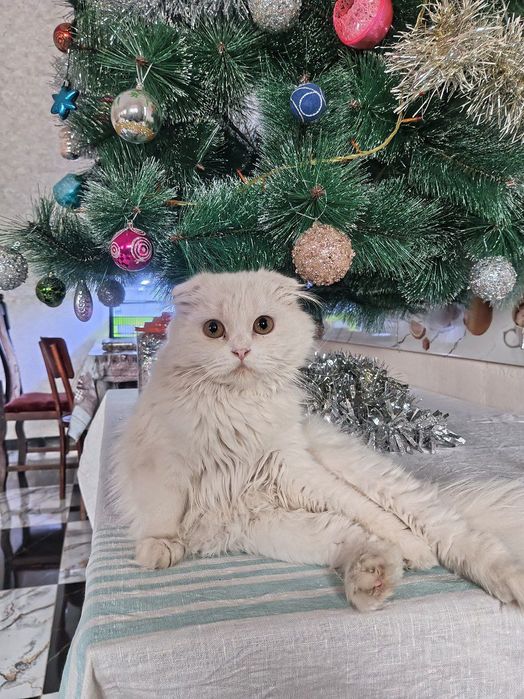 !ВЯЗКА! Породистый Хайленд Фолд на вязку