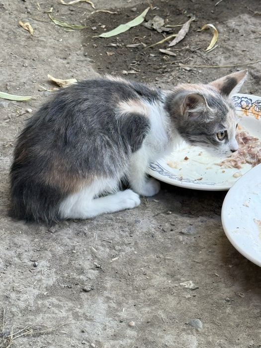 Отдаю в хорошие руки