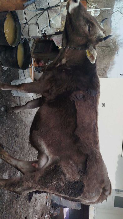 Vând vacă bună de lapte cu vițel bruna de Maramureș