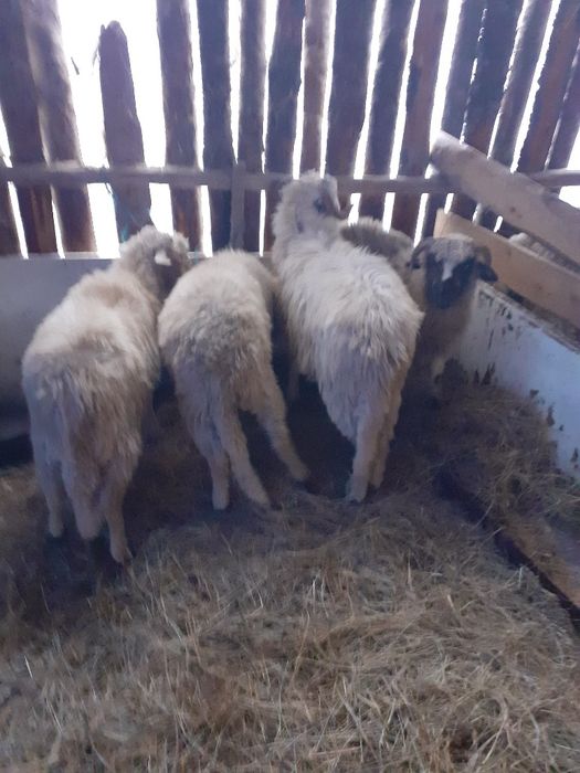 De vânzare 2 berbeci tineri și 6 miei berbecuți