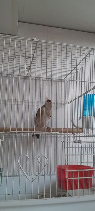 Сава яхши сайриди