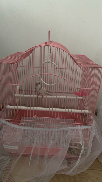 Продам папугаев . Корелу и Волнистого .