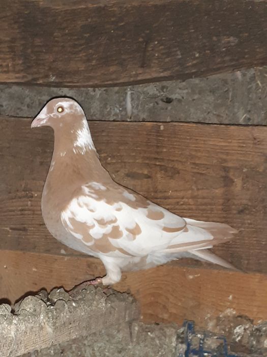 Vand porumbei meulemans