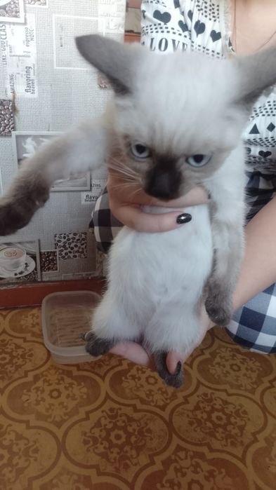 Отдам котят в добрые руки