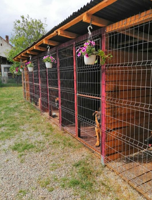 Pensiune canina / Cazare caini