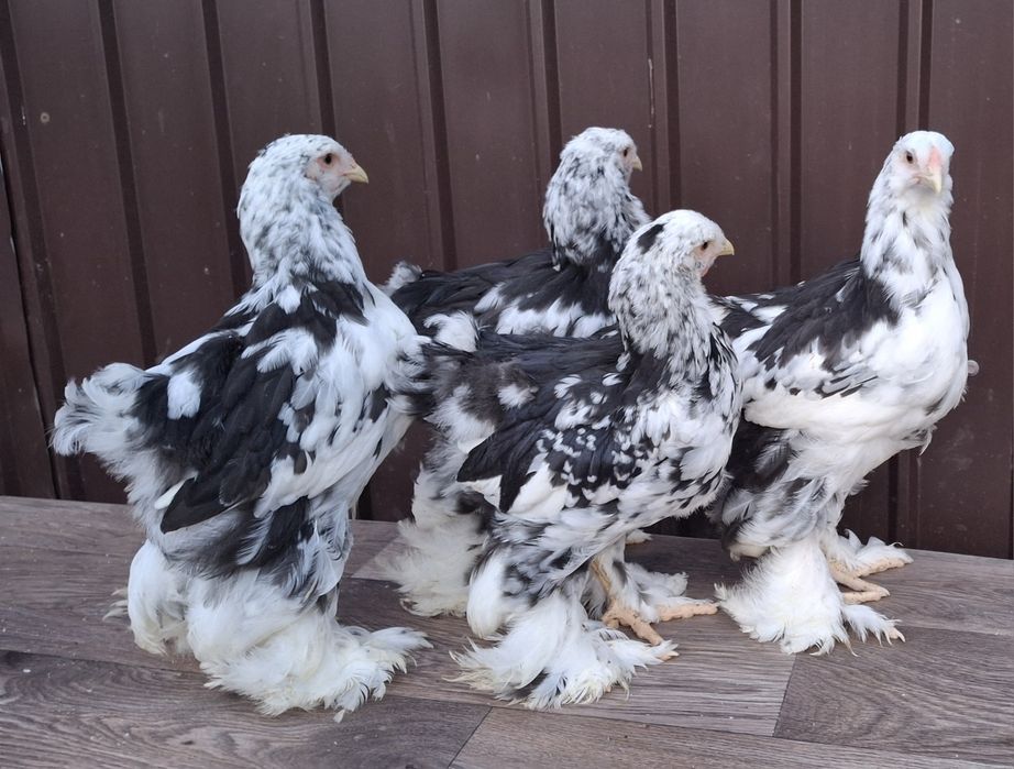 Vând ouă de incubat brahma negru bobat
