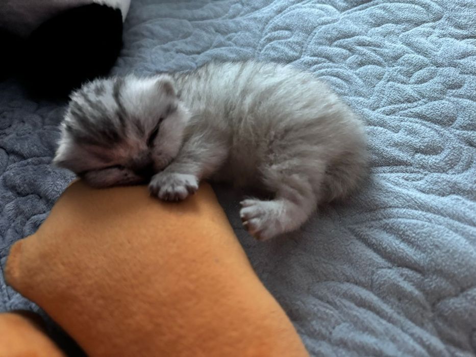 Продам вислоухого шатландца