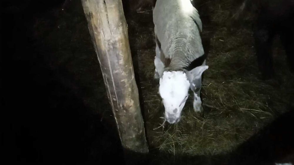 12 телят подсосных