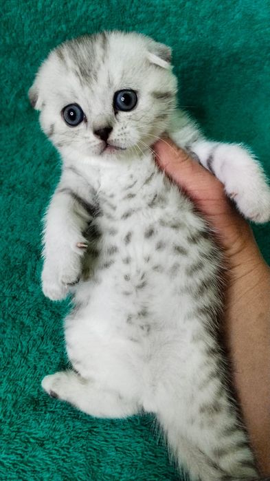 висЛоуХие КотИка