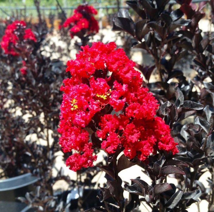 Индийский сирень