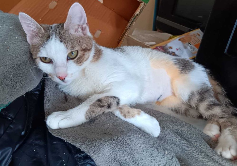 Adoptie pui de pisica Esma