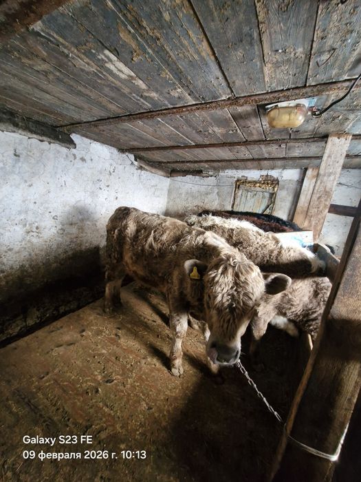 Продам быка Аулеколь