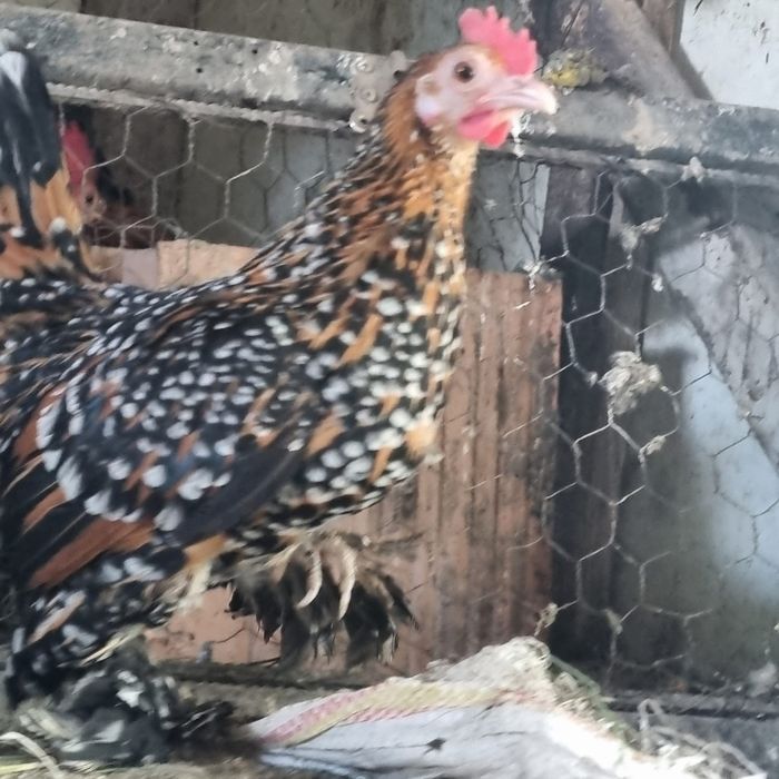 Familia de mii de flori roșu negru