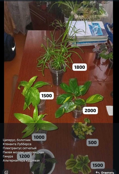 Разные комнатные растения