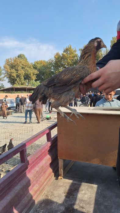 Японча макёнлар сотилади
