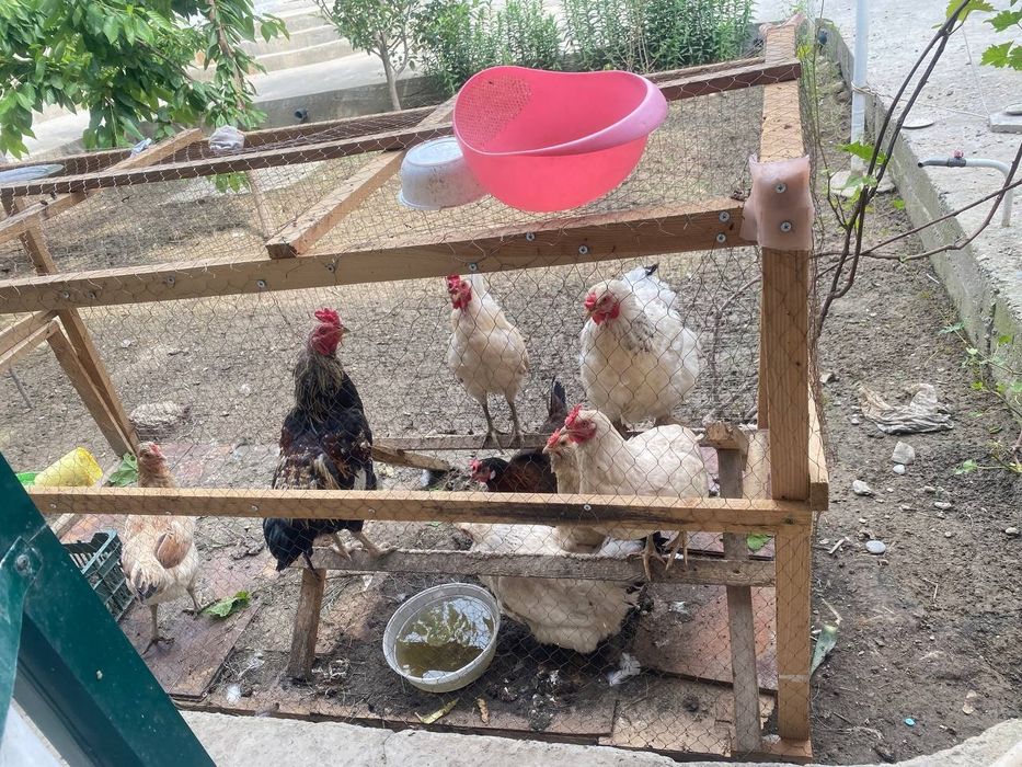 2 та хуроз 6 та мокйон