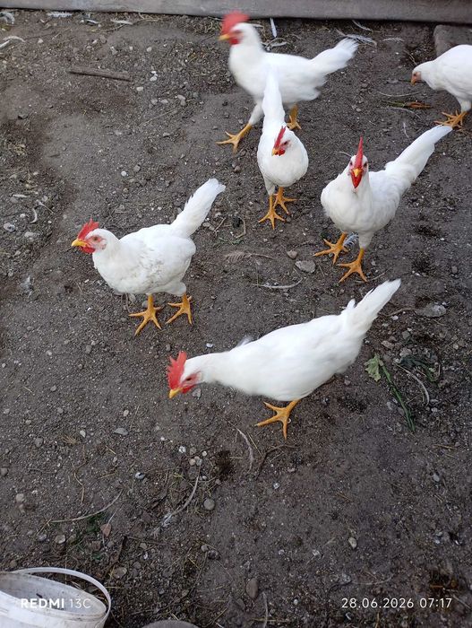 DE VÂNZARE – Cocosi Leghorn Alb 4 luni