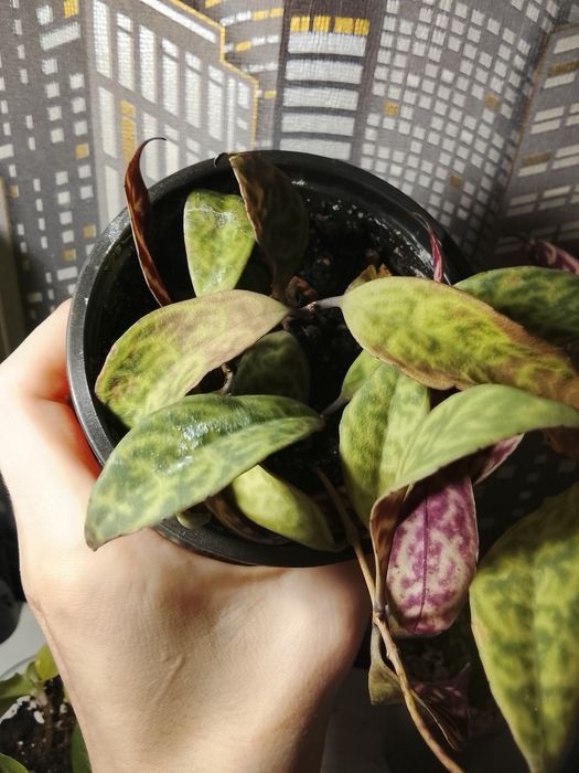 Эсхинантус мраморный