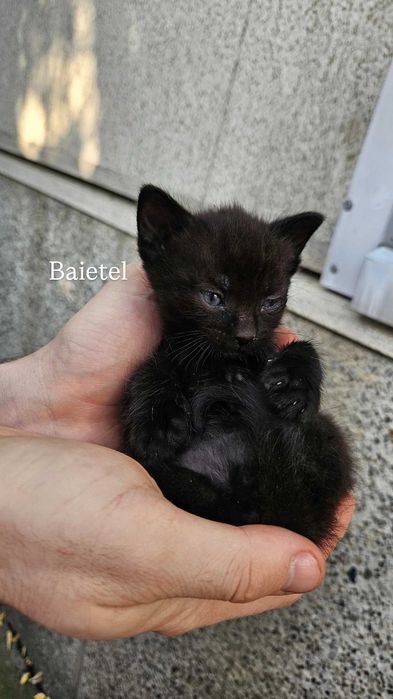 Adoptii pui pisică