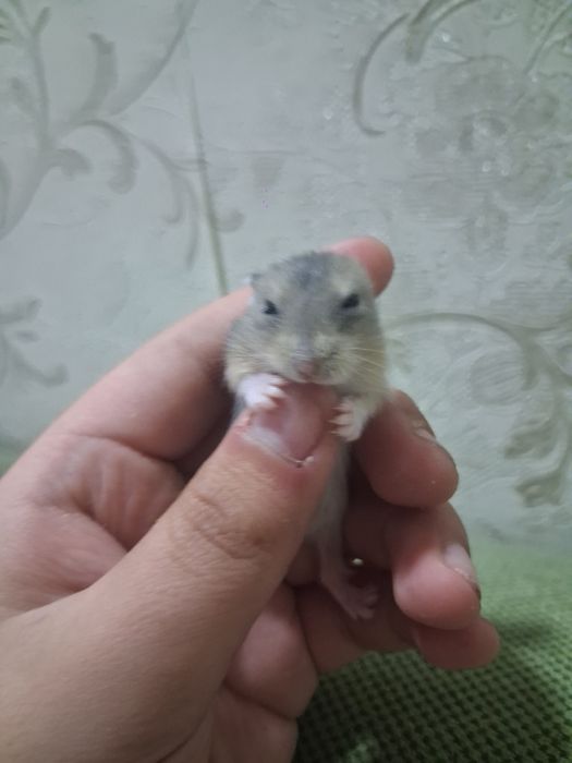 Хомяк 20 дневный