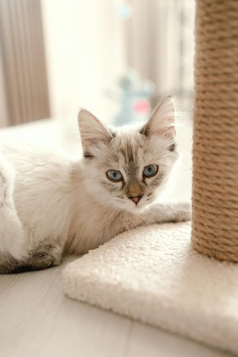 Котенок Айва ищет свой дом!