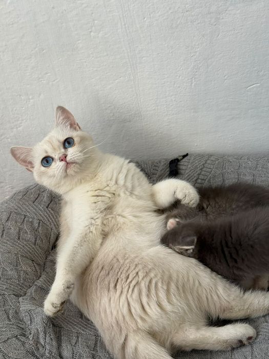 Продаются котята шиншилы