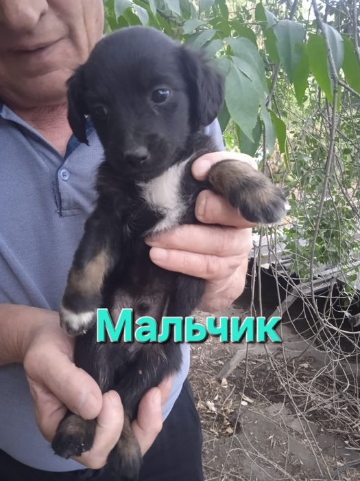Срочно в добрые руки.  Щенок
