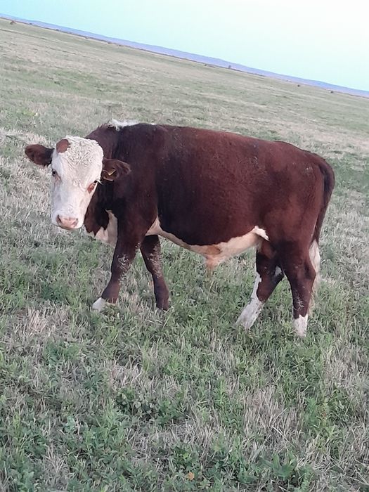 Ақбас бычок 2 бас