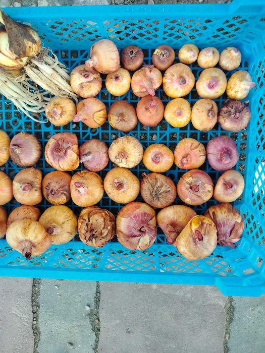 Продам корни георгин и гладиоусов