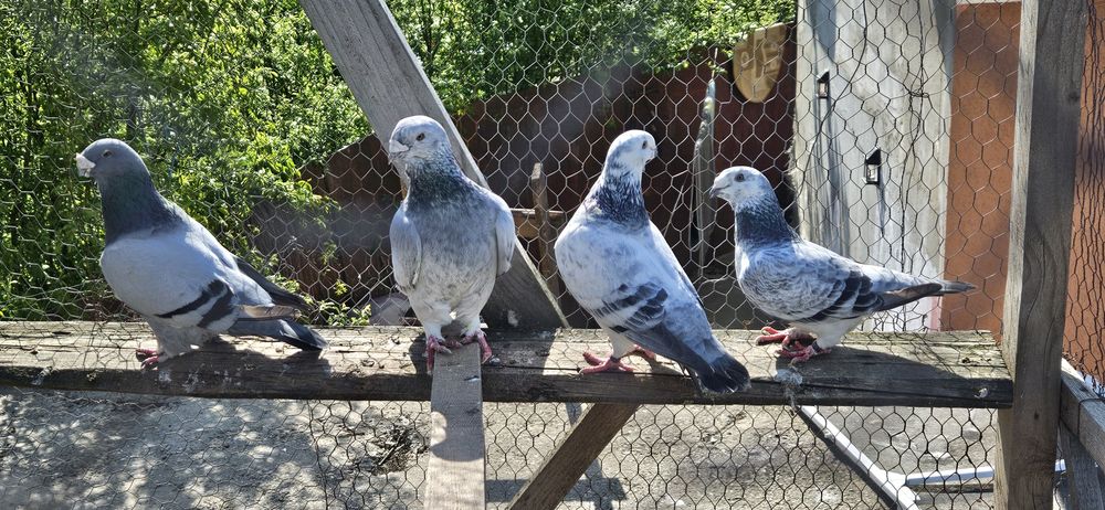 Porumbei voiajori standard