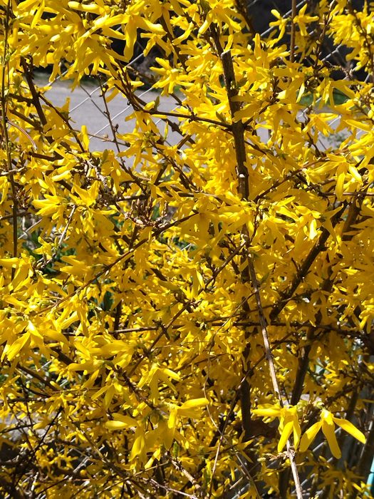 Продается молодой декоративный кутарник