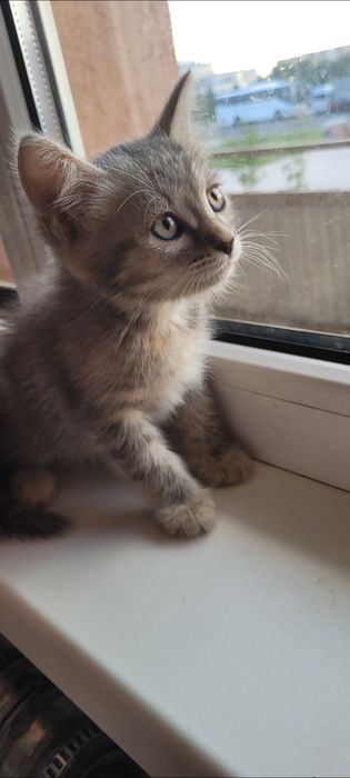 Отдам котенка в добрые руки