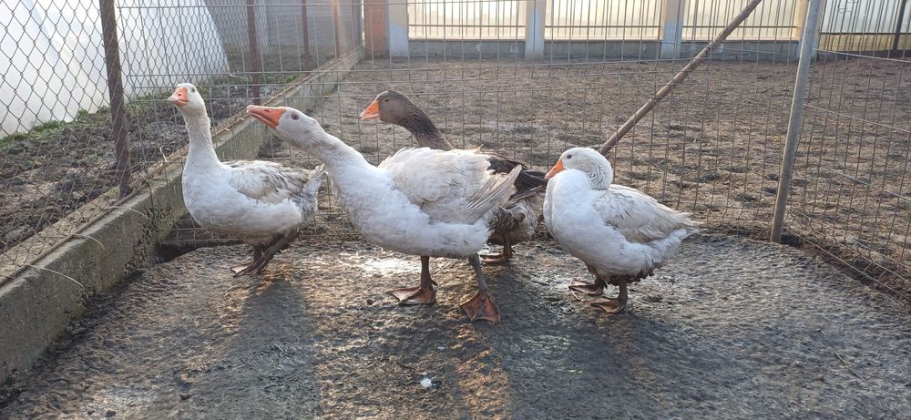 Gaste 3 gaste si un gascan