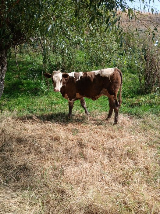 Vînd vacii Bălăcița