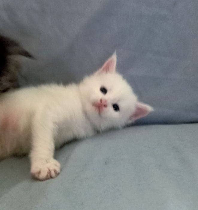 Котята породы Мейн Кун