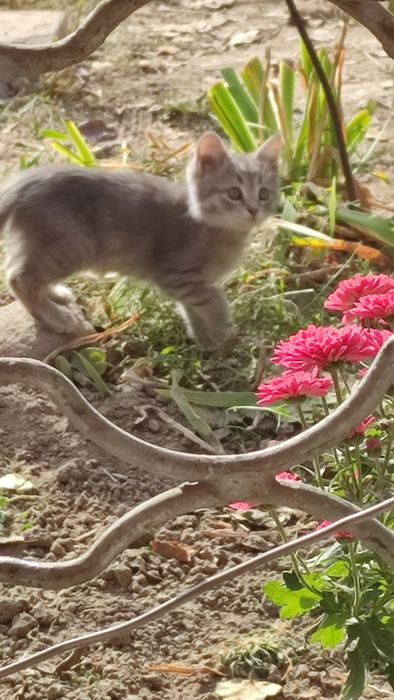 Крысолов котенок девочка