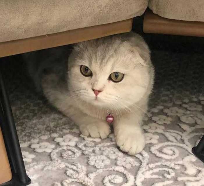 Шотландский мальчик Серебристая Шиншилла