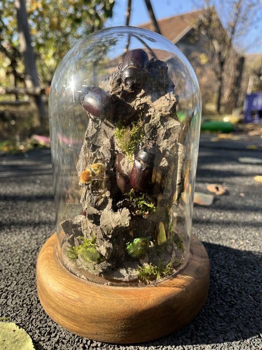 Insectar insecte bijuterie cadou