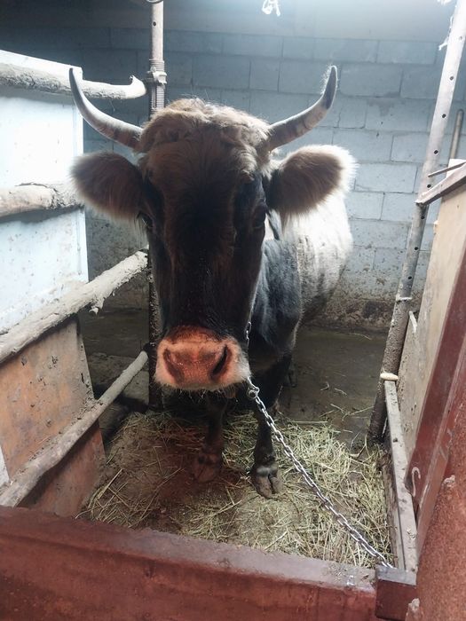 Продам корову стельная